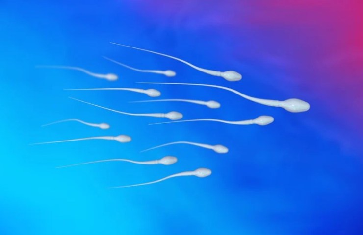 Spermatozoi individuati con l'Ai
