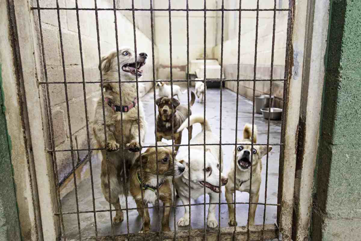 cani in canile