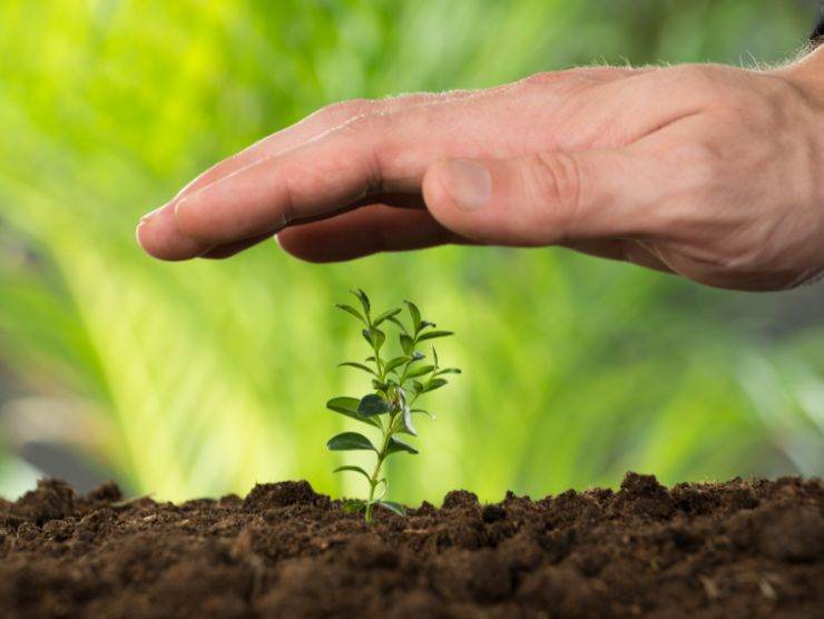 piantina che spunta dal terreno